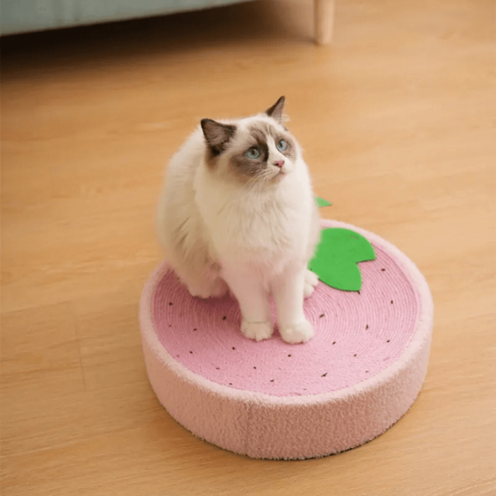 Lit Griffoir pour Chats